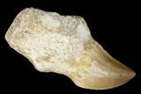 Fossil Rooted Mosasaur (Prognathodon) Tooth - Morocco #174308-1